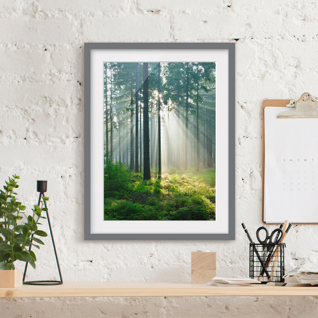 Gerahmtes Poster Beleuchteter Wald