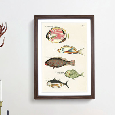 East Indies Fish Illustrations Fol. 20 by Louis Renard - Picture Frame Painting Print