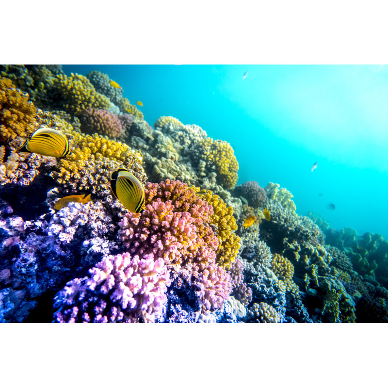 Coral And Fish In The Sea by Dwphotos - Wrapped Canvas Print, 61cm H x 91cm W x 3.8cm D