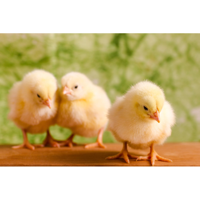 Beautiful Beautiful Chickens - Photographie sur toile tendue, L 48 po x H 32 po