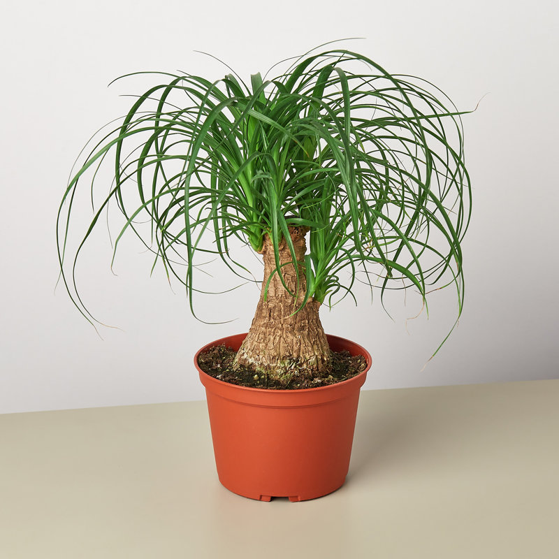 House Plant Shop Live Palm Plant Low Maintenance Plant Rattan