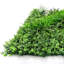 Paravent 40 po Eucalyptus