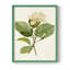 «Magnolia Flowers I», reproduction encadrée - bois massif-1413922598-1413922599