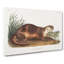 Canadian Otter by J.W. Audubon - Wrapped Canvas-55370838