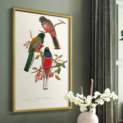 Elegant Trogons IX Framed Print - Solid Wood