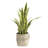 Panama 36'' Faux Snake Plant (Sansevieria) Tree