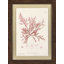 Bradburys Red Coral I Print