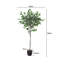 Artificial White-Edge Ficus in Premium Fabric