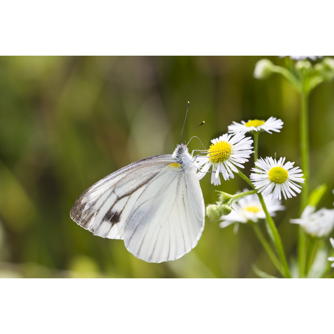 Weißer Schmetterling aus Japan von Jonathan Austin Daniels - Kunstdrucke auf Leinwand