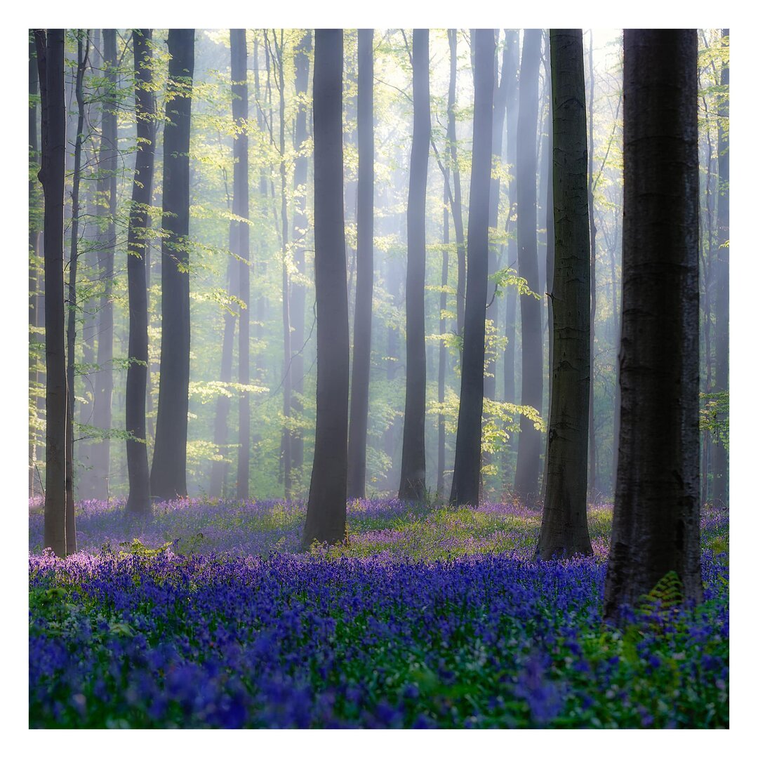 Matt Fototapete Frühlingstag im Wald 2,4 m x 240 cm