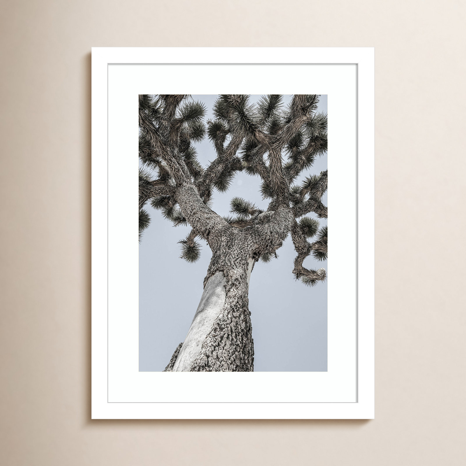 Daisey "Joshua" Print by Shot by Clint, White, 17" H x 13" W
