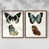 Noyer