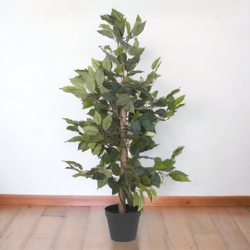 95cm Ficus Tree in Pot