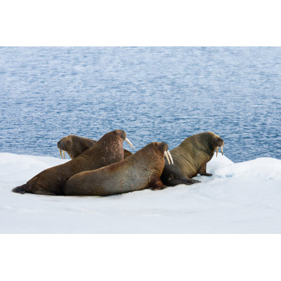 Humnoke Walrus Lying On Snow - Wrapped Canvas Print