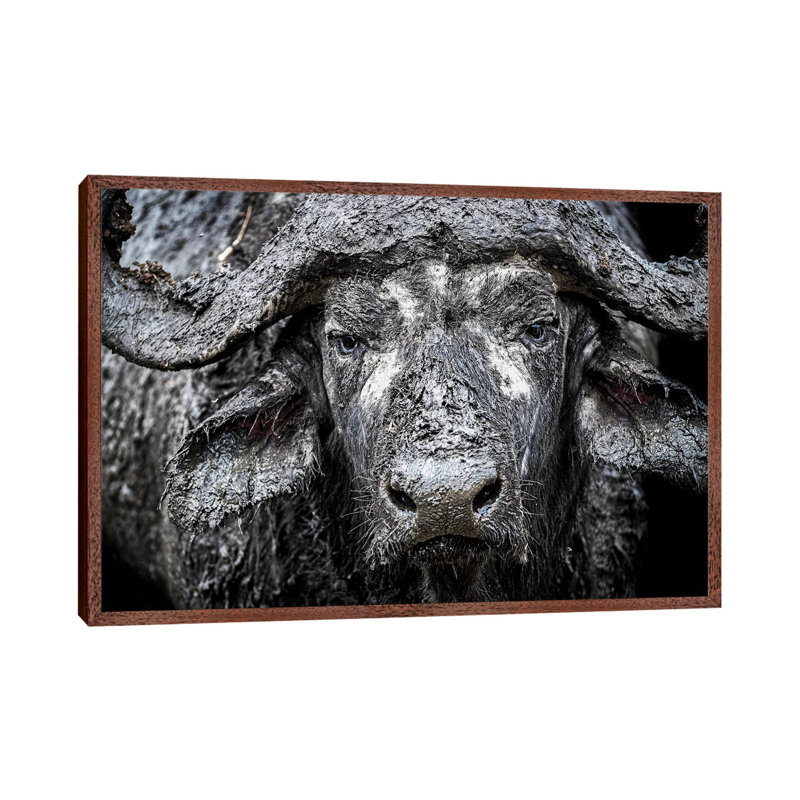 Closeup Muddy Cape Buffalo II by Susan Schmitz - Print on Canvas, 66.04cm H x 101.6cm W x 3.81cm D