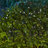 38.6' L Solar String Light with 100 LEDs