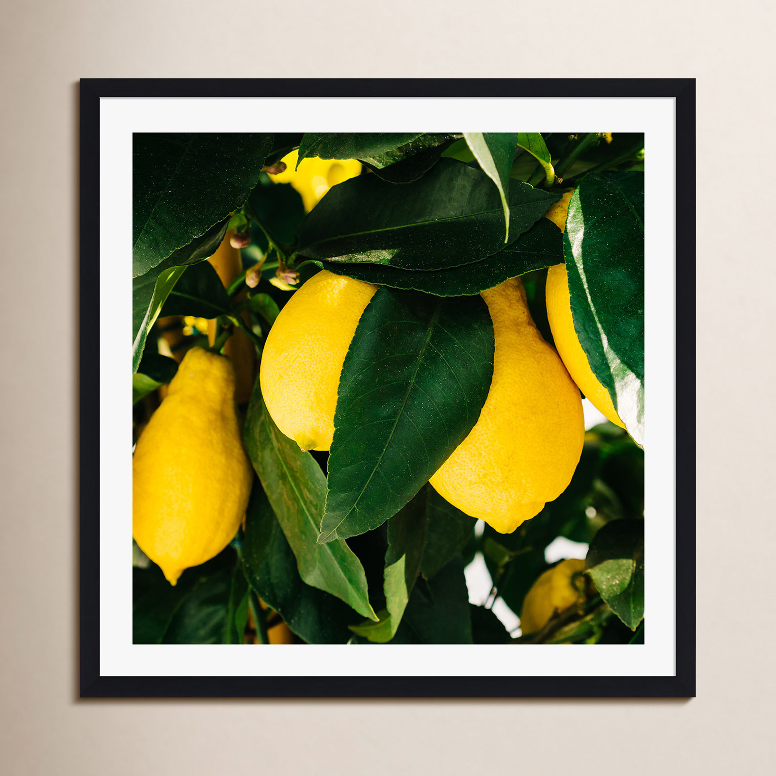 Terico "Amalfi Coast Lemons" Print, Black Floater Framed, No, 12" H x 12" W x 2" D