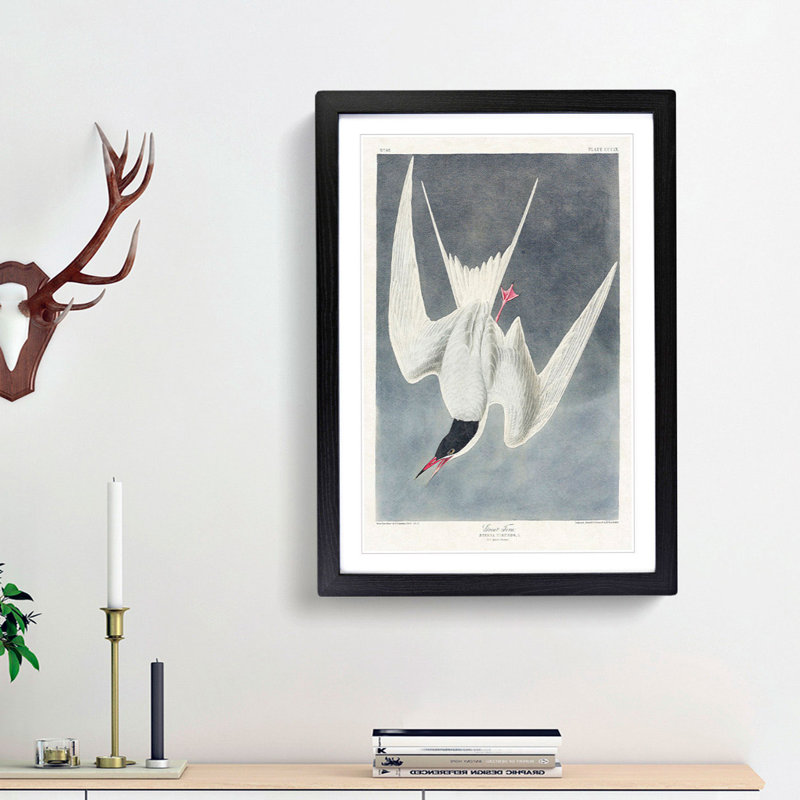 Great Tern Bird by John Audubon - Picture Frame Painting Print, 36cm H x 27cm W x 2cm D, Black Framed