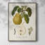 Vintage Pears I, reproduction encadrée - bois massif-1660128701
