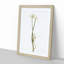 Wild Onion Flowers by Pierre-Joseph Redoute - Framed Print-55612244-55612239