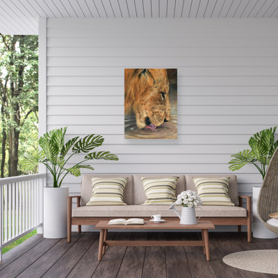 David Stribbling Lion Head Drinking Outdoor  Canvas