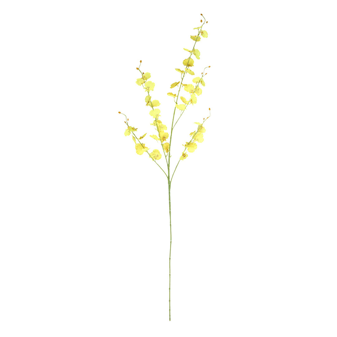 Dancing Lady Orchid Stem