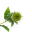 Faux Stem Thistle Green 790mm (12pk)