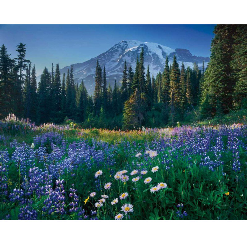 Alcott Hill®, galerie d'art sur toile tendue Majchrowicz, Alan, mont Rainier, H 20 po x l 24 po