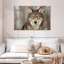 Loup gris Brampt-107698544