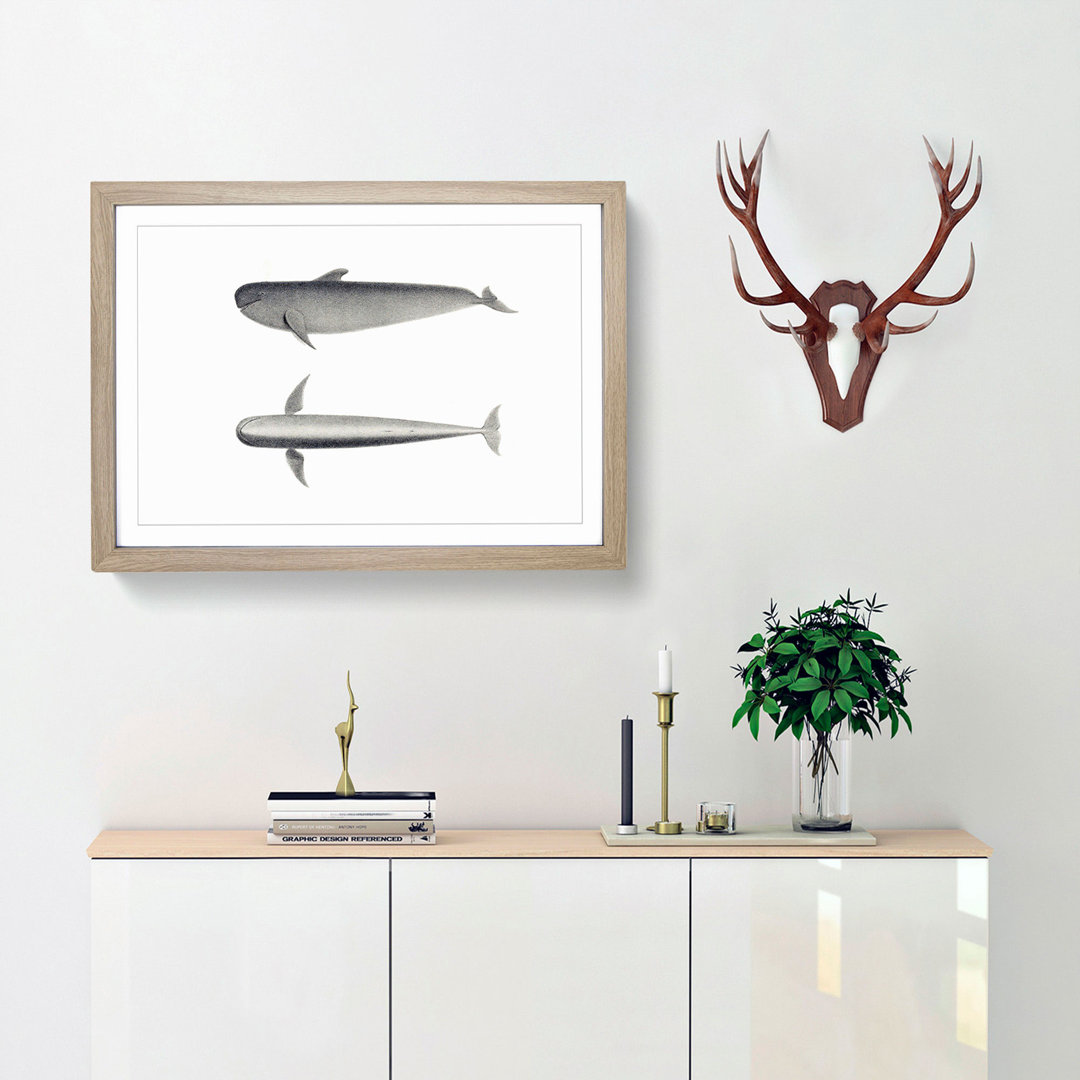Blackfish Whale by C.M. Scammon - Framed Print