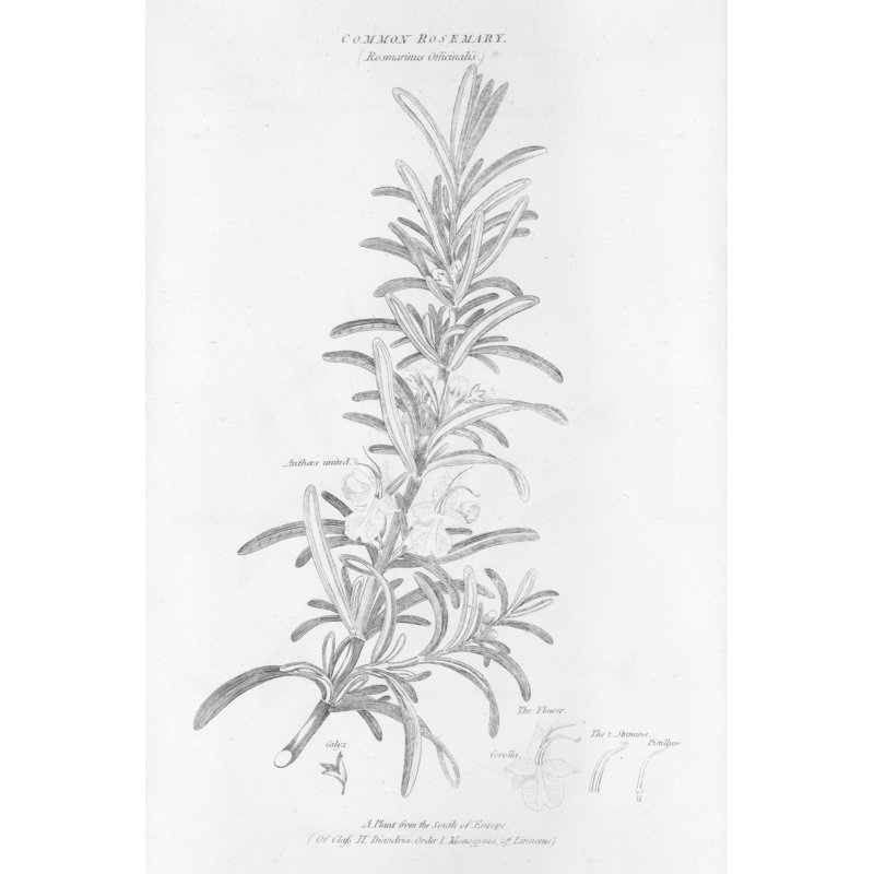 Elements of Botany VI by Wild Apple Portfolio - Drawing Print, Black Floater Framed, 122cm H x 81cm W