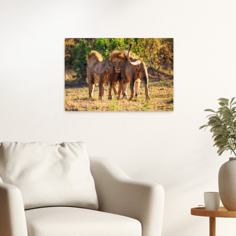 Majestic African Lions Abstract Contemporary Cat Lion Nature Wildlife Wall Art Print 1 Piece Wrapped Canvas Wall Art