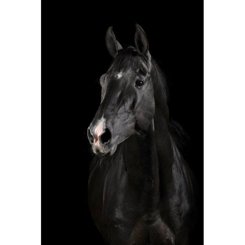 Black Horse Face Print, 60" H x 40" W x 1.5" D