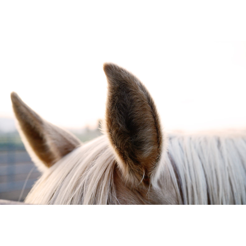 Close Up Of Alert Horse Ears by Boogich - Print, 51cm H x 76cm W