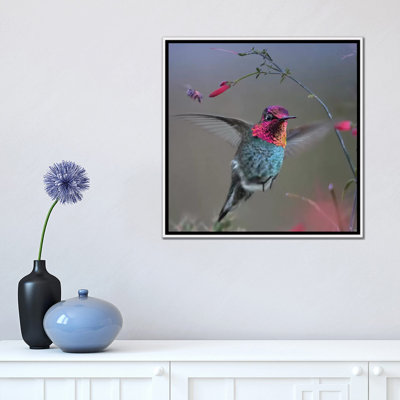 " Anna's Hummingbird " by Tim Fitzharris