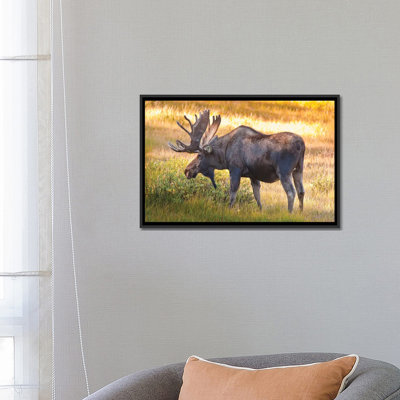 " Bull Moose, Cameron Pass, Colorado, USA " by Fred Lord