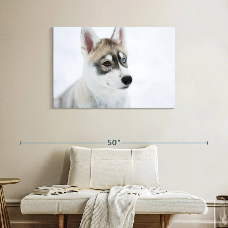 Brampt Glaring Husky, 26" H x 39" W