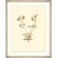 Geranium Print