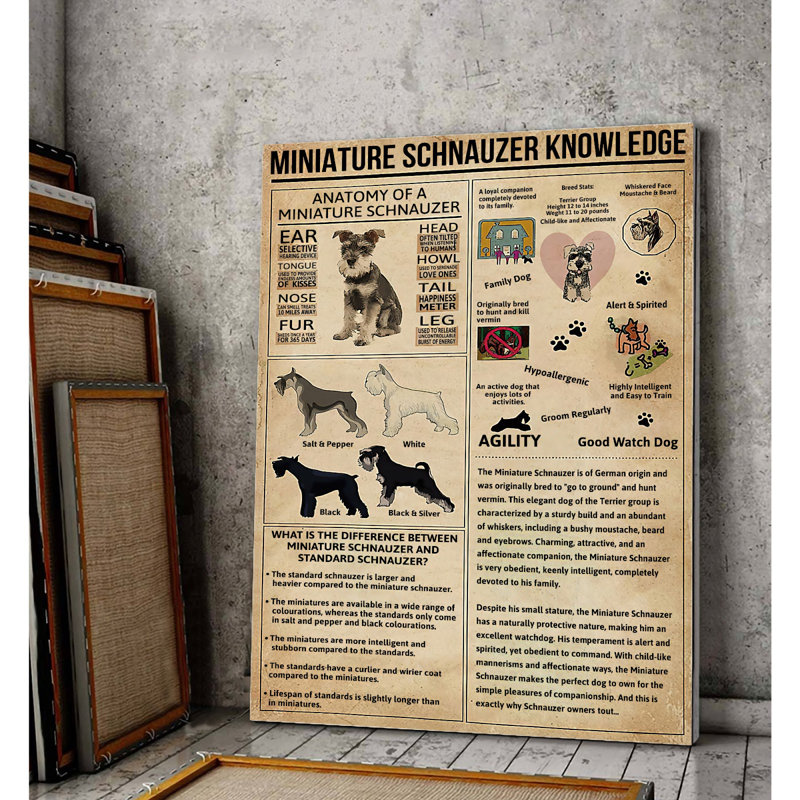 Toile tendue miniature Schnauzer, H 36 po x l 24 po x P 2 po