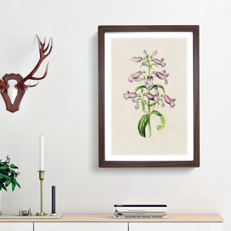 Purple Beardtongue Flower Illustration - Framed Print, 36cm H x 27cm W x 2cm D, Walnut Framed