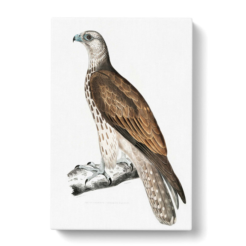 Cherrug Falcon by John Edward Gray - Wrapped Canvas, 76cm H x 50cm W x 3cm D