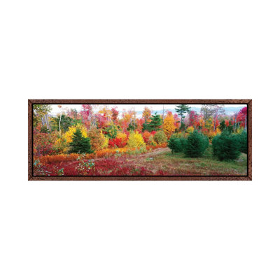 Christmas Trees And Fall Colors, Lincolnville, Waldo County, Maine, USA by Panoramic Images - Floater Frame Panoramic Gallery-Wrapped Canvas Giclée on Canvas