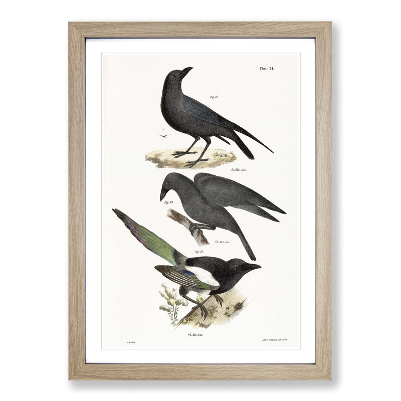 Raven, Crow and Magpie by J.E. De Kay - Picture Frame Painting Print on MDF, 36cm H x 27cm W x 2cm D, Oak Framed