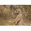 Surmeerkat mère et bébé