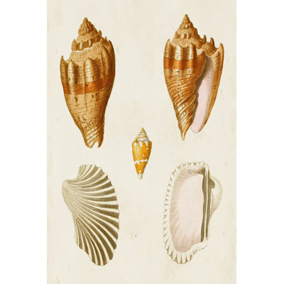 Knorr Shells VII by G.W. Knorr - Painting on Canvas