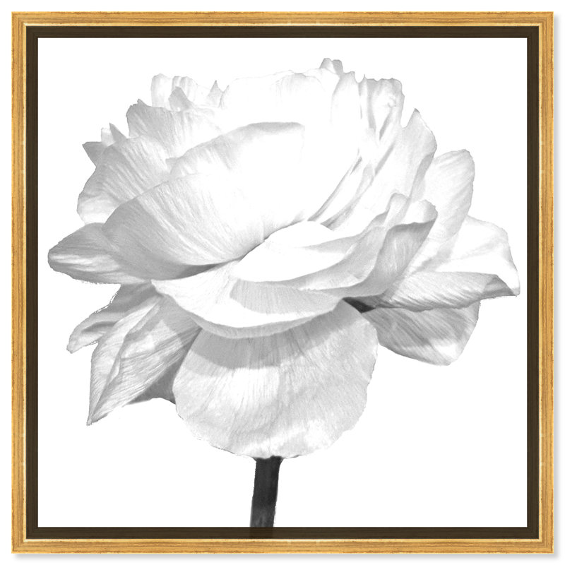 Blooming Flower Blanc due - reproduction de photo sur toile, Toile encadrée d'or, H 30 po x l 30 po x 1,5 po