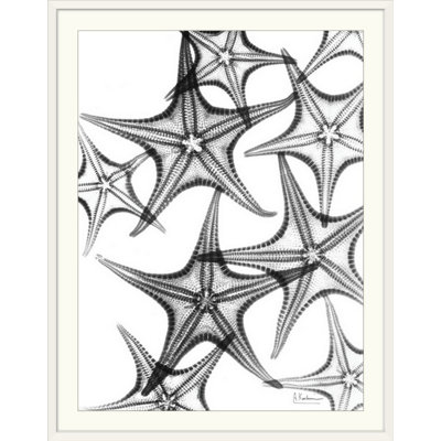 «X-Ray Starfish 'Starfish III X-Ray» par Albert Koetsier, reproduction de photo