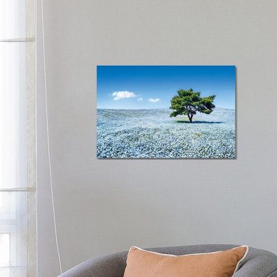 Baby Blue Eyes Nemophila Flowers in Full Bloom, Hitatchi Seaside Park, Japan 1 Piece Wrapped Canvas Wall Art