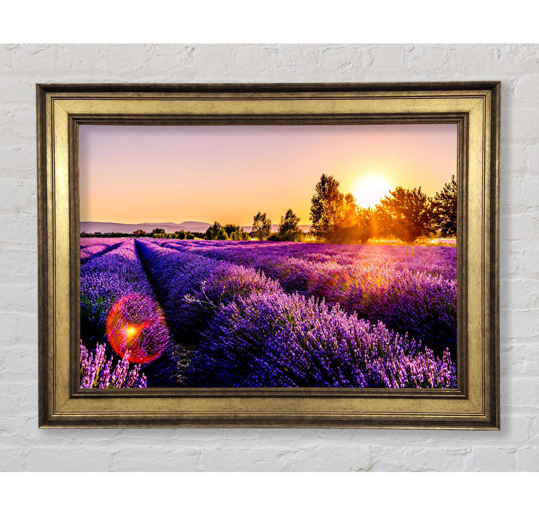 Sunflare Over The Lavender - Einzelner Bilderrahmen Kunstdrucke