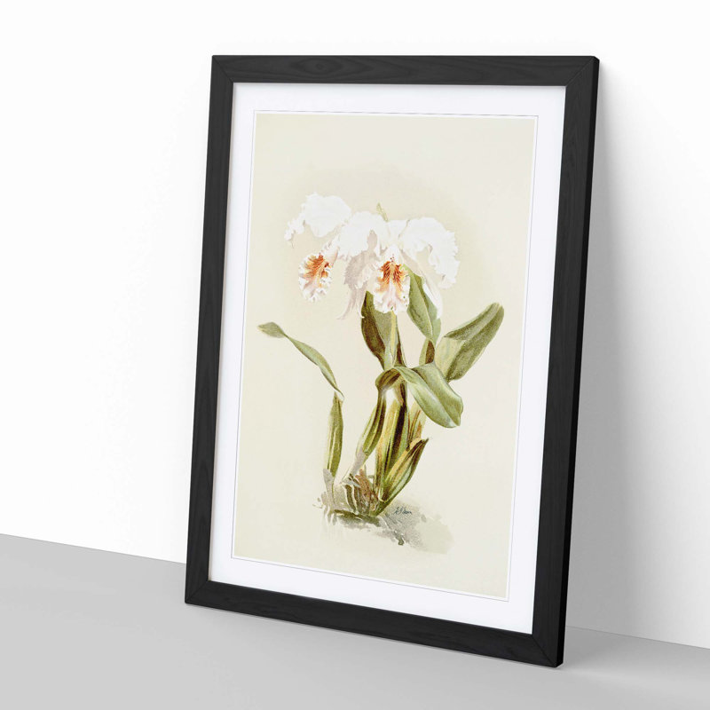 Magnolia Flowers Illustration Tab. 12 by Frederick Sander - Picture Frame Painting Print, Black, 76cm H x 50cm W x 2cm D